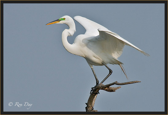 Great Egret in Breeding Plumage, High Island